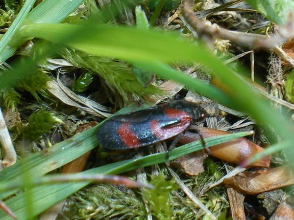 Haematoloma dorsatum